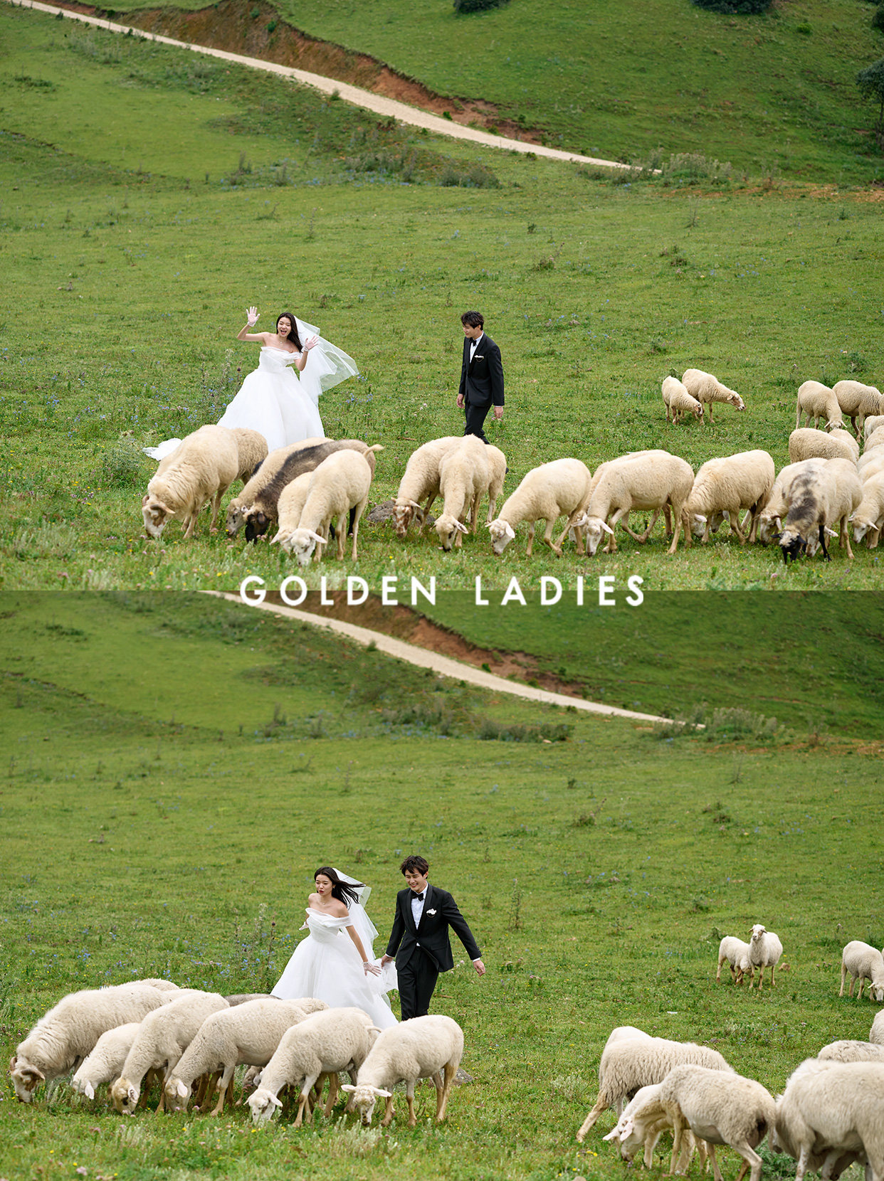 羊驼草坪婚纱照